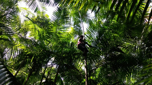 Pandemia, agricultura familiar e segurança alimentar na Amazônia