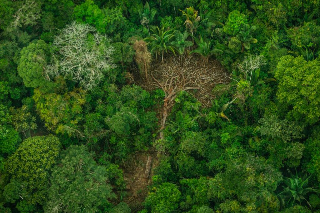Restaurar 30% em áreas prioritárias evitaria 71% das extinções