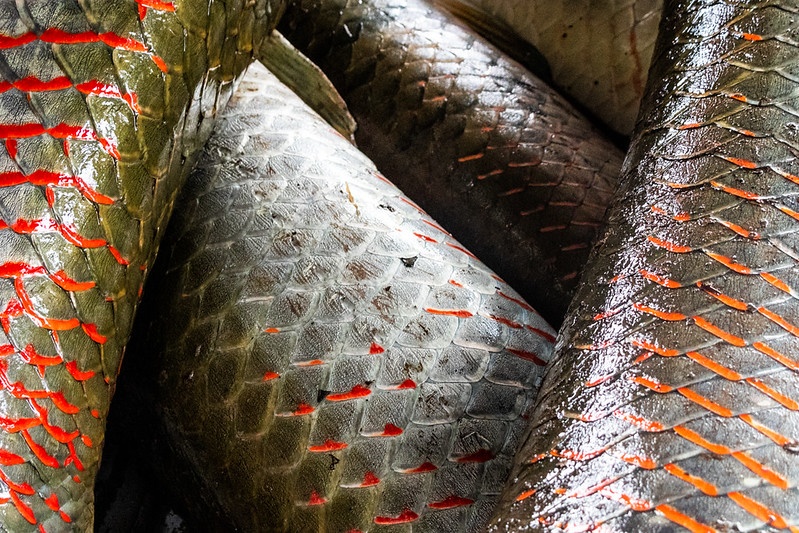 Mulheres do pirarucu