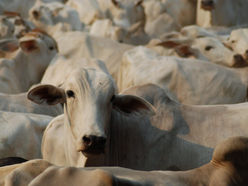 Amazônia pode produzir mais carne sem desmatar e gastando menos