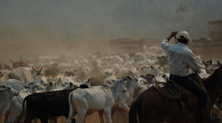 Amazônia: “boieconomia” ou bioeconomia?