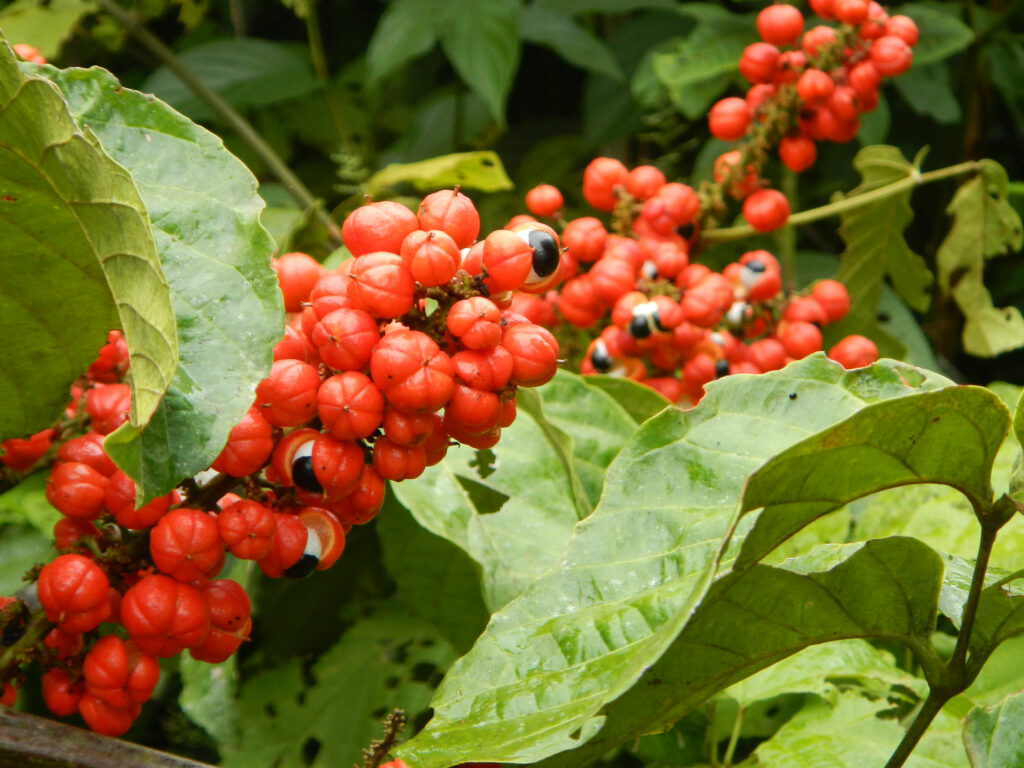 O apelo da floresta em pé