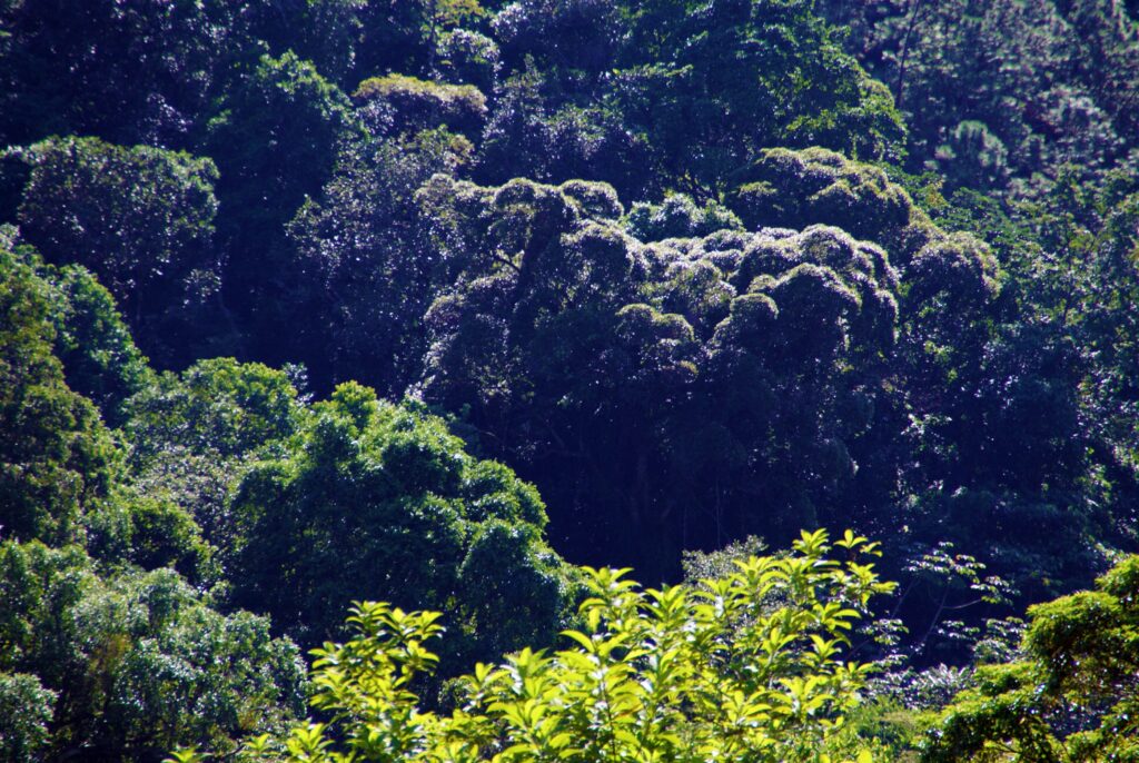 O papel dos povos indígenas na proteção da Mata Atlântica
