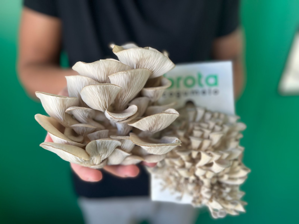 Startup lança sistema para cultivo de cogumelos comestíveis em casa