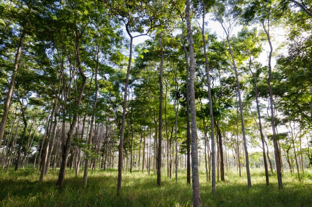 Fundo de Jeff Bezos apoia aprimoramento de árvores nativas