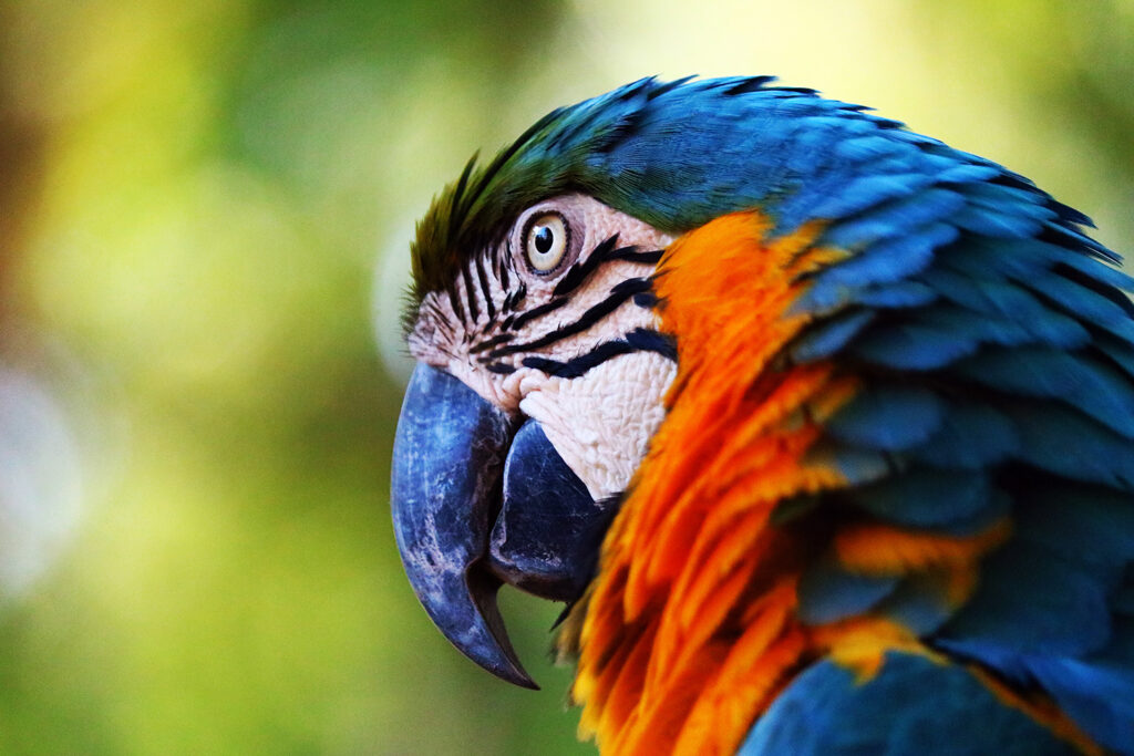 Penas brandas estimulam comércio ilegal de animais silvestres no Brasil