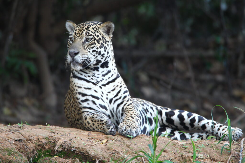 Por que a América Latina está no centro das atenções sobre biodiversidade