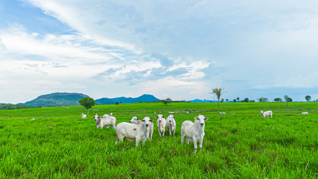 De Baku a Belém, é preciso falar dos sistemas agroalimentares