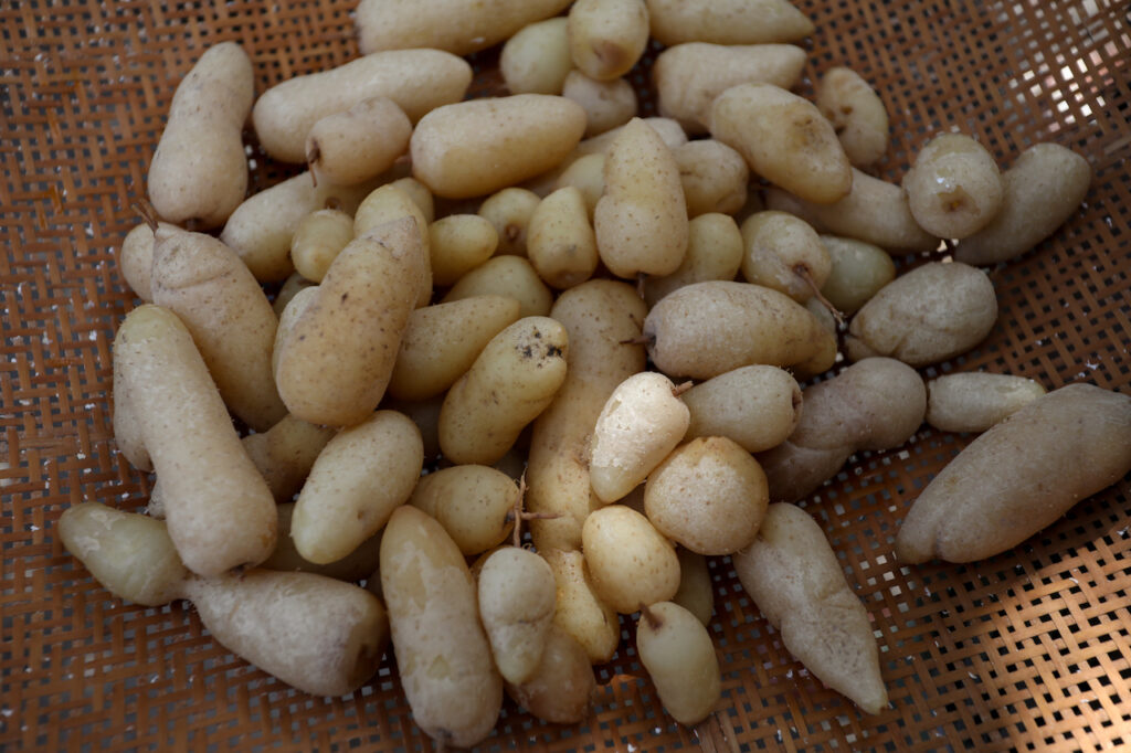 A redescoberta do ariá
