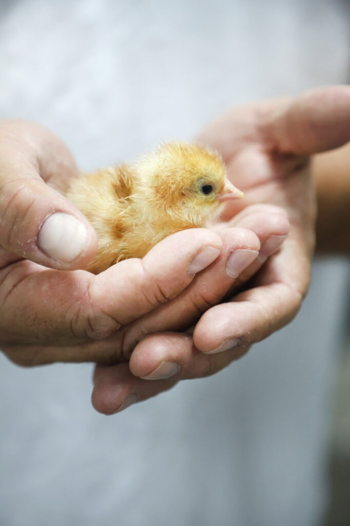 Um avanço para o bem-estar animal na indústria de ovos