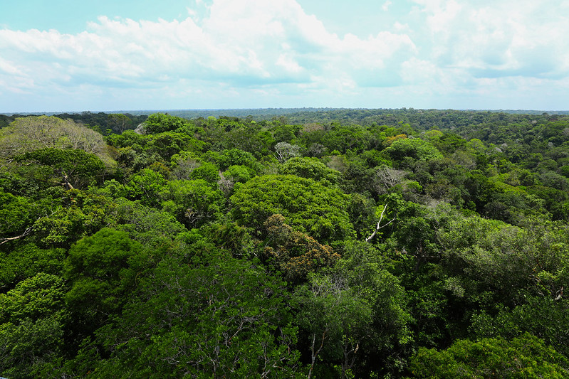 Fundo Amazônia quadruplica ritmo anual de aprovações desde a retomada
